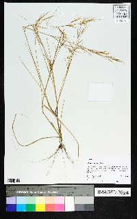 Aristida tuberculosa image