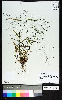 Kellochloa verrucosa image