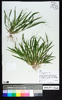 Dichanthelium laxiflorum image