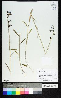 Lobelia flaccidifolia image