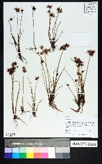 Cyperus haspan image