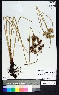 Cyperus entrerianus image