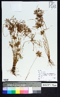 Cyperus polystachyos image