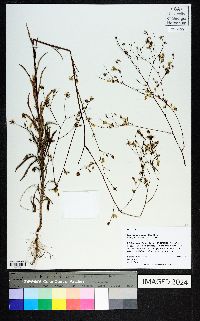 Croptilon divaricatum image