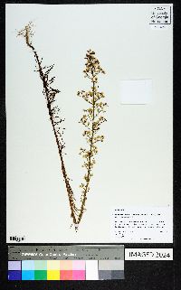 Conyza canadensis var. pusilla image