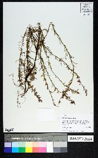 Dicerandra odoratissima image