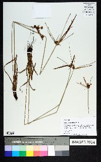 Cyperus echinatus image