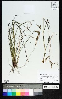 Paspalum plicatulum image