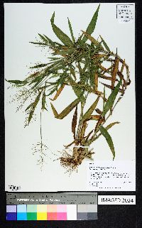 Dichanthelium scoparium image