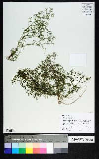 Polypremum procumbens image