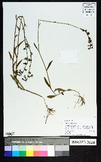 Lobelia flaccidifolia image