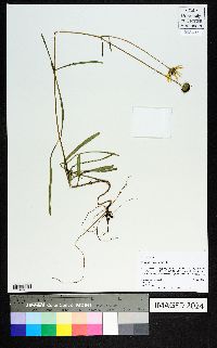 Helianthus angustifolius image