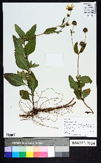 Helianthus hirsutus image