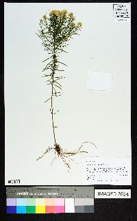 Euthamia caroliniana image