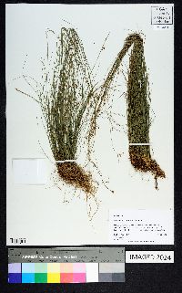 Rhynchospora rariflora image