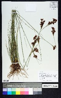 Rhynchospora torreyana image