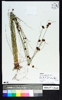 Rhynchospora microcephala image