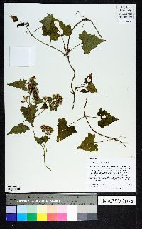 Mikania cordifolia image