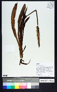 Spiranthes odorata image