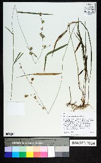 Chasmanthium nitidum image