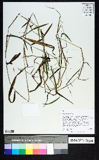 Leersia virginica image