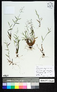 Dichanthelium sabulorum image