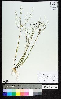 Linum medium image