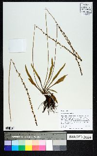 Plantago sparsiflora image