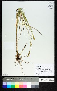 Carex longii image