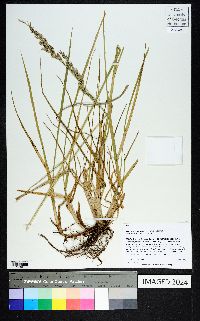 Lolium arundinaceum image