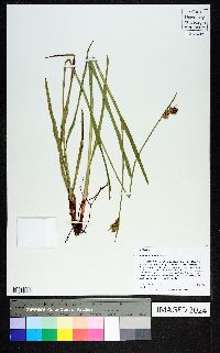 Scleria triglomerata image