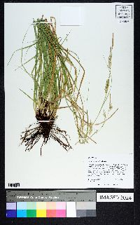 Carex cherokeensis image