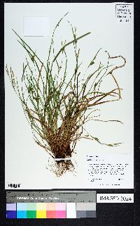 Carex godfreyi image