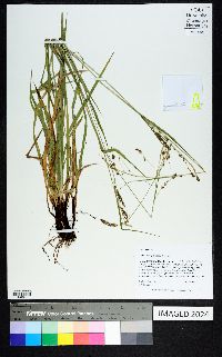 Carex oxylepis image