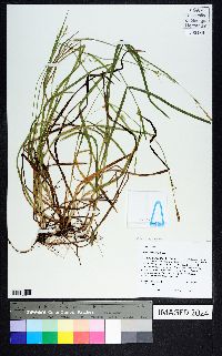 Carex styloflexa image