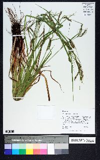 Carex debilis var. debilis image