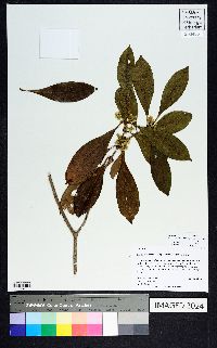 Osmanthus americanus image