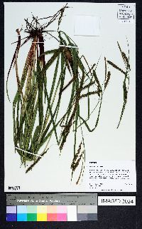 Carex venusta image