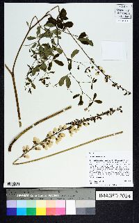 Baptisia albescens image