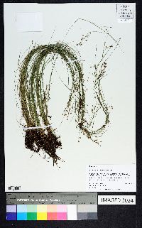 Rhynchospora rariflora image