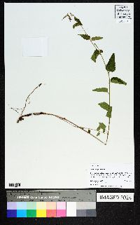 Tragia urticifolia image