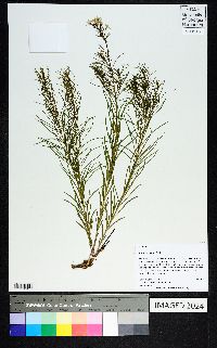 Amsonia ciliata image