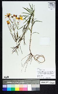 Coreopsis delphiniifolia image