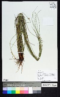 Juncus coriaceus image