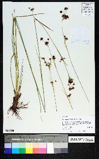 Rhynchospora compressa image