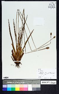 Xyris stricta image