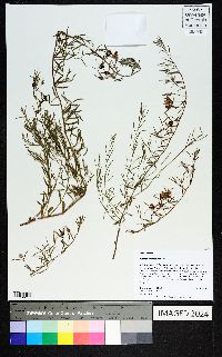 Krameria lanceolata image