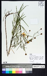 Coreopsis delphiniifolia image