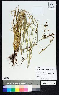 Rhynchospora globularis var. pinetorum image