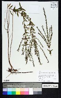 Lythrum alatum var. lanceolatum image